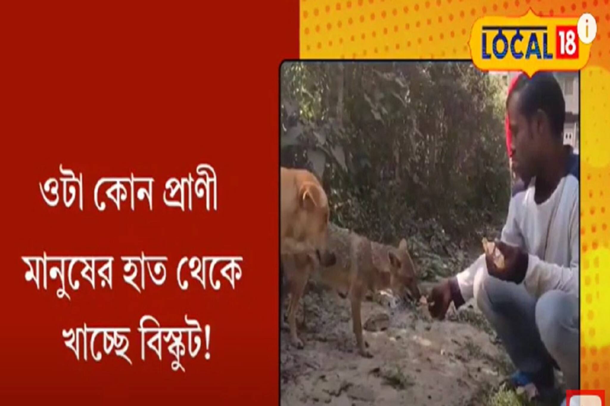 মানুষের হাত থেকে বিস্কুট খাচ্ছে শিয়াল! দেখুন ভিডিও