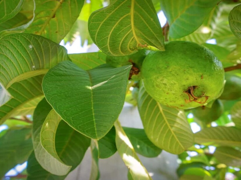 এছাড়া জ্বর ও আমাশয়েও পেয়ারা পাতা খুবই উপকারী।