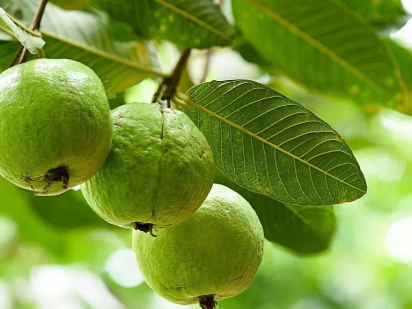 তিনি বলেন, পেয়ারা পাতায় প্রচুর পরিমাণে ভিটামিন সি এবং ভিটামিন বি পাওয়া যায়। তাই এটি অনেক রোগে ক্ষেত্রে উপকারী। পেয়ারা পাতা চিবিয়ে খালি পেটে খেলে শরীরের মেদ কমে যায়, ওজন সহজেই নিয়ন্ত্রণে রাখা যায়। 