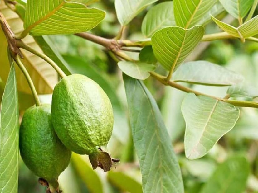 চিকিৎসক খালিদ জানান, ব্রণ ও কালো দাগের সমস্যায় ভুগছেন এমন মানুষদের জন্য পেয়ারা পাতা খুবই উপকারী। কালো দাগ দূর করে চমৎকার ভাবে। 