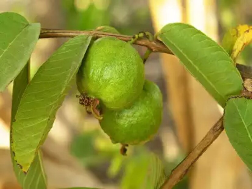 এর পাতা বেটে মুখে লাগালে পিগমেন্টেশনের সমস্যা দূর হয়। 
