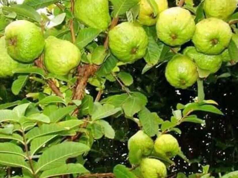 পেয়ারায় ভিটামিন এ থাকায় চোখ ভাল থাকে এই ফল খেলে। চোখ সংক্রান্ত অনেক সমস্যার সমাধান হতে পারে নিয়মিত পেয়ারা খেলে।পেয়ারায় থাকে আয়রন। যাঁদের অ্যানিমিয়া বা রক্তাল্পতার সমস্যা আছে, পেয়ারা নিয়মিত খেলে তাঁদের রক্তে হিমোগ্লোবিনের পরিমাণ বাড়বে। দুর্বলতা কমবে শরীরের।