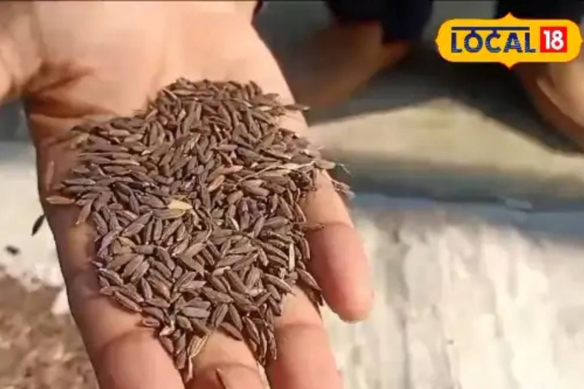 GI তকমা পেতেই হিট নুনিয়া চাল! দেদার বিকোচ্ছে এই কালো চাল, কত টাকায় মিলছে জানুন