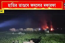 চন্দ্রকোণায় হাতির তাণ্ডব! কোথাও ধান নষ্ট, কোথাও আলু! ভাইরাল ভিডিও ভয় ধরাবে
