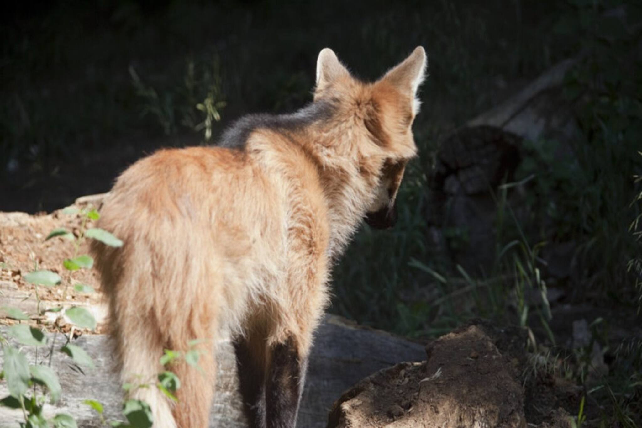 এই একটামাত্র প্রাণীকেই আজ পর্যন্ত পোষ মানাতে পারেনি মানুষ, বলুন তো কোন প্রাণী?