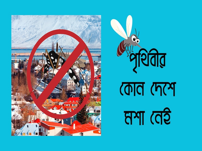 সেই জায়গাটি হল নর্ডিক অঞ্চলের দেশ আইসল্যান্ড। কিন্তু কেন এই অঞ্চলে মশার তাণ্ডব নেই। এর উত্তর, দেশটির আবহাওয়া। আইসল্যান্ডের আবহাওয়া এত বেশি প্রতিকূল যে মশার টিকে থাকার কোনও সম্ভাবনা নেই সেখানে।