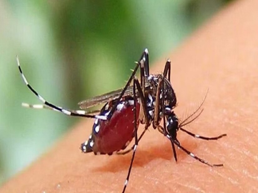 এ ছাড়া মশার বংশবিস্তারের জন্য প্রয়োজন জলাশয়। বিজ্ঞানীরা মনে করেন, আইসল্যান্ডের জলাশয়ে রাসায়নিকের যে অনুপাত আছে, তা মশার বংশবৃদ্ধিকে দারুণ চ্যালেঞ্জে ফেলে।