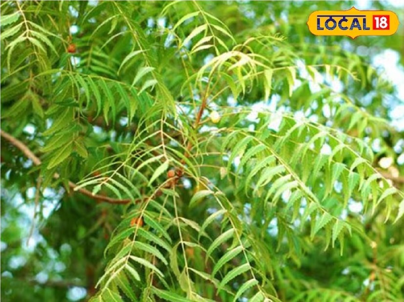 আয়ুর্বেদের বিশেষজ্ঞরা একে কেশবরাজ বলেন, যা চুলের সব সমস্যার ওষুধ হিসেবে কাজ করে। এই তেল চুলে লাগালে তা নানাভাবে উপকার করে৷  এটি আমাদের চুলকে ধূসর হতে বাধা দেয় এবং চুলের বৃদ্ধি বাড়ায়। এছাড়াও ক্ষতস্থানে এর রস লাগালে শরীরের ক্ষত সেরে যায়৷