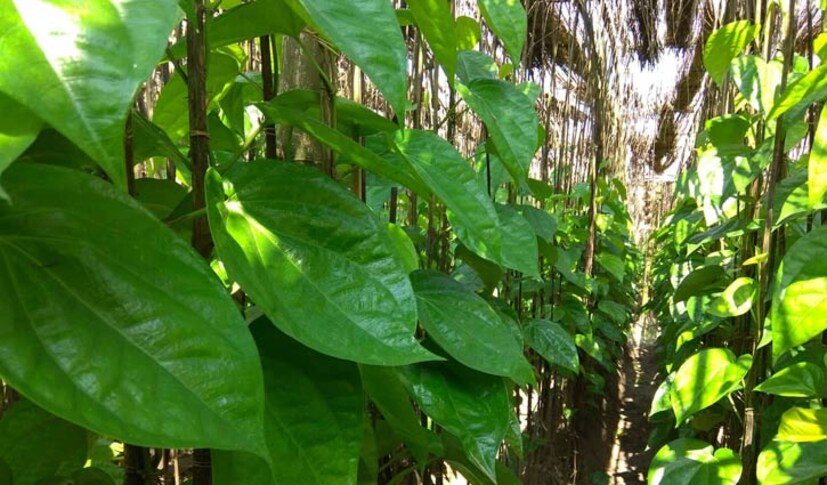 পানের পাতা ফোঁড়ার জন্য খুবই উপকারী। পান পাতার সোজা পিঠে ঘি মাখিয়ে ফোড়ার উপর বসালে ফোঁড়া তাড়াতাড়ি পাকে ও ফেটে যায়।