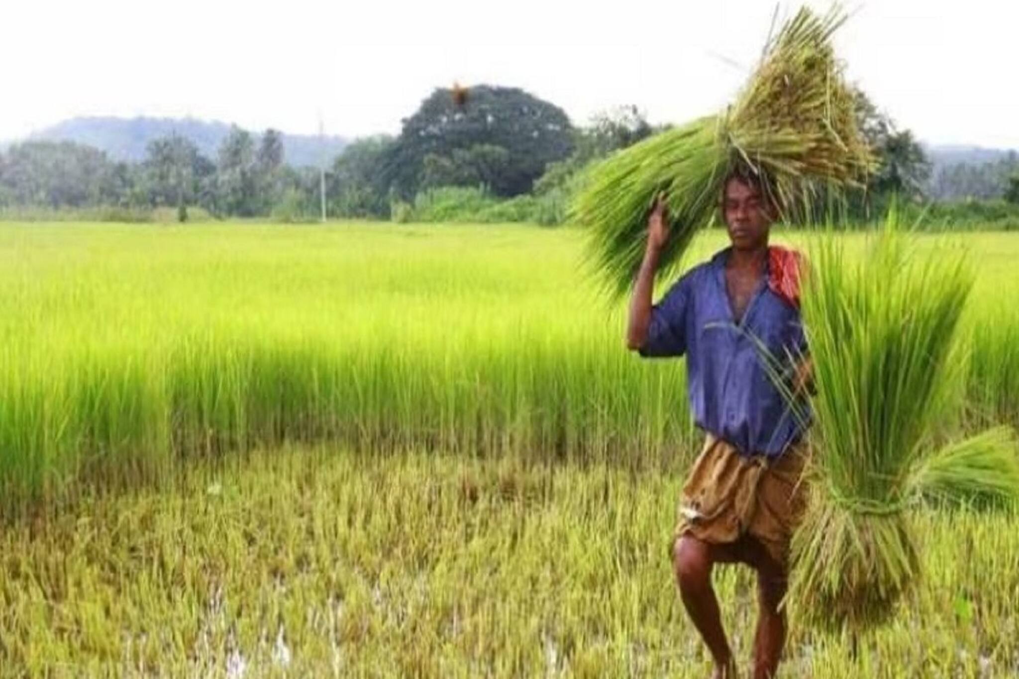 PM Kisan: এই ৫ ভুল করেননি তো? না হলে পাবেন না আগামী কিস্তির টাকা, দেখে নিন