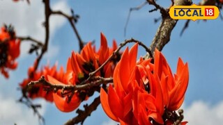 মাঘেই লালে লাল পুরুলিয়া? কেন এই আগাম 'বসন্ত'? 