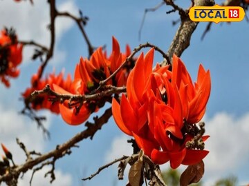 মাঘেই লালে লাল পুরুলিয়া? কেন এই আগাম 'বসন্ত'? 