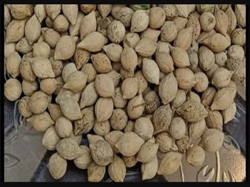 মহিলাদের জন্য বড় আশীর্বাদ, পুত্রজীবক বীজে বাড়বে সন্তান ধারণের ক্ষমতা,কমবে অসুখ