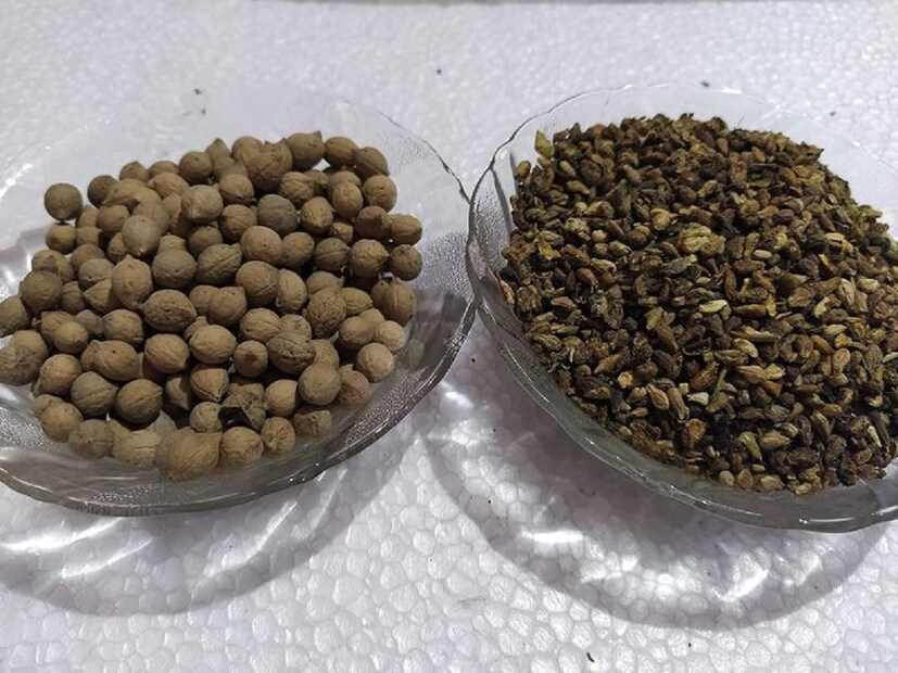 ডাঃ রাঘবেন্দ্র চৌধুরী আরও বলেন যে সন্তান জন্মের জন্য এই ওষুধ খুবই উপকারি৷ এতে সহজেই ফল মেলে। কয়েকদিনের ব্যবহারে শরীরে বিস্ময়কর উপকার পাওয়া যায়। এর প্রধান সুবিধা হল মহিলাদের প্রজনন সমস্যা নিরাময়ে। 