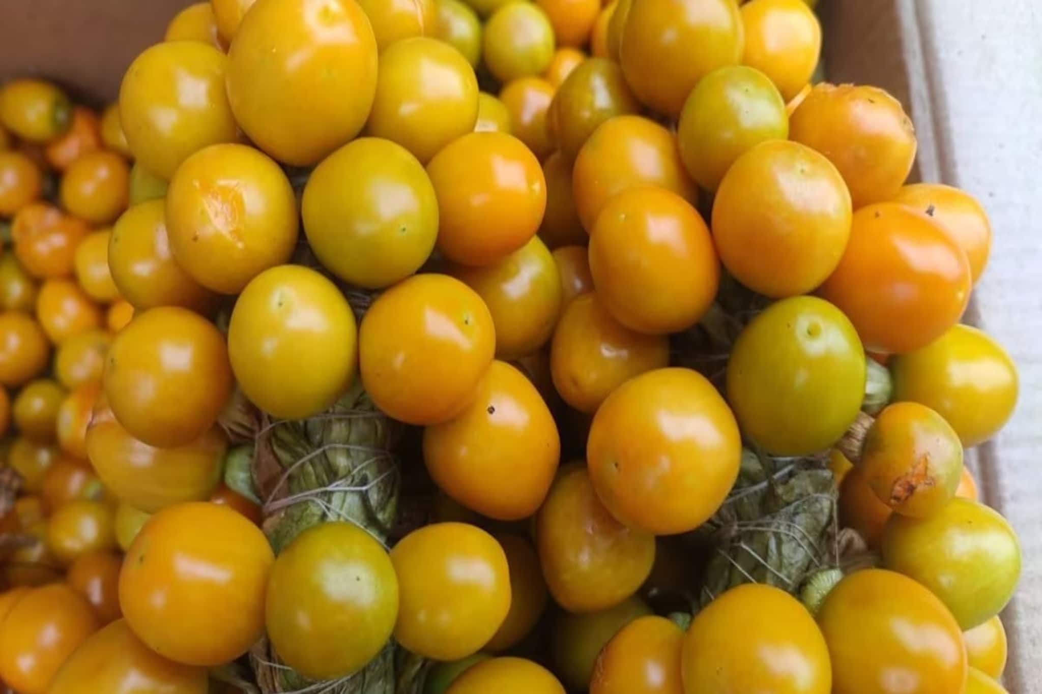 মাত্র দু'মাস পাওয়া যায় এই টক মিষ্টি ফল! বয়স বাড়তে দেয় না! ঘেঁষতে দেয় না ক্যানসার