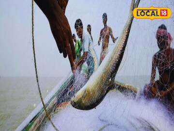 হুহু করে ঢুকছে ইলিশ! সরস্বতী পুজোর আগেই জলের দরে! ১ কেজির মাছের রেট যাচ্ছে কত?