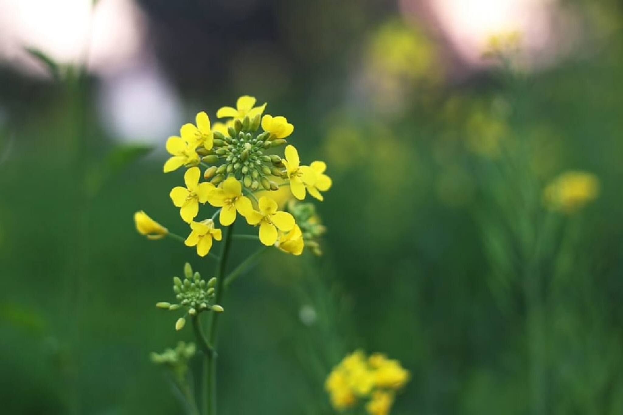 সোশ্যাল মিডিয়া দেখে সর্ষে চাষ, নদীয়ার কৃষক অসম্ভবকে সম্ভব করলেন