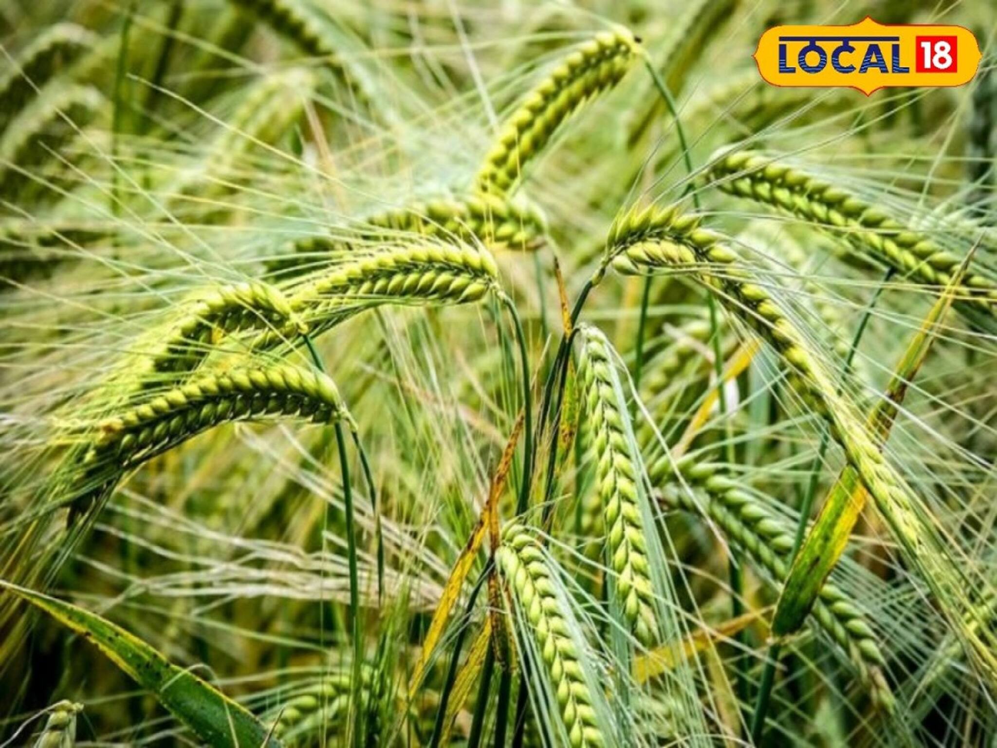 গমের ফলন ভাল হচ্ছেনা? শুধু মেনে চলুন এই নিয়ম! ফলে ভরবে গাছ