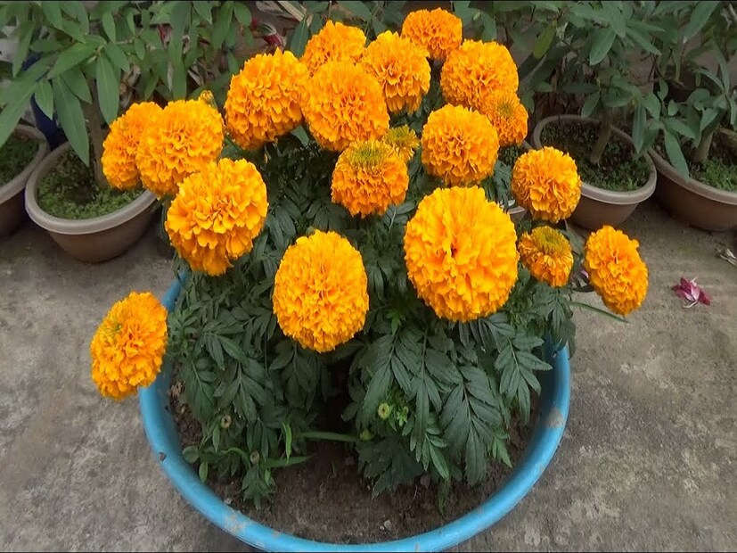 • দ্বিতীয় উদ্ভিদ হল গাঁদা, এর গন্ধ খুব শক্তিশালী, যা মশা পছন্দ করে না। ফুল ছাড়াও যদি ঘরে এর গাছ লাগানো যায় তবে মশার পাশাপাশি ছোট পোকামাকড়ও দেখা যাবে না।