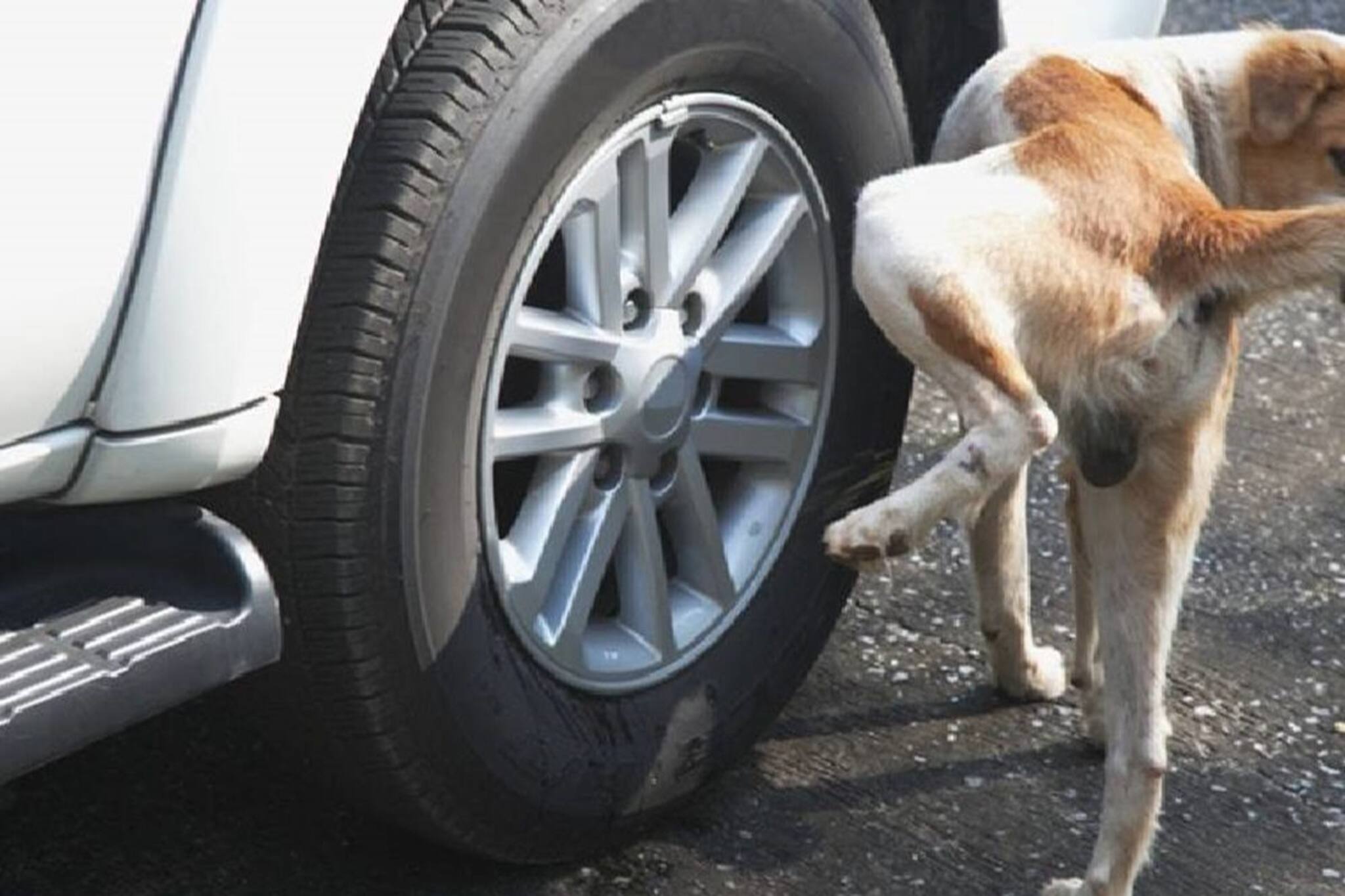 কেন গাড়ির চাকা এবং ল্যাম্পপোস্টেই প্রস্রাব করে কুকুররা?কারণ জানলে চোখ কপালে উঠবে