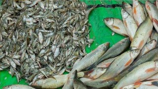 সাবধান! শরীরে ঢুকলেই বিষ! মাছ কিনতে গিয়ে নিজের 'সর্বনাশ' করছেন না তো? কারণ জানলে শিউরে উঠবেন
