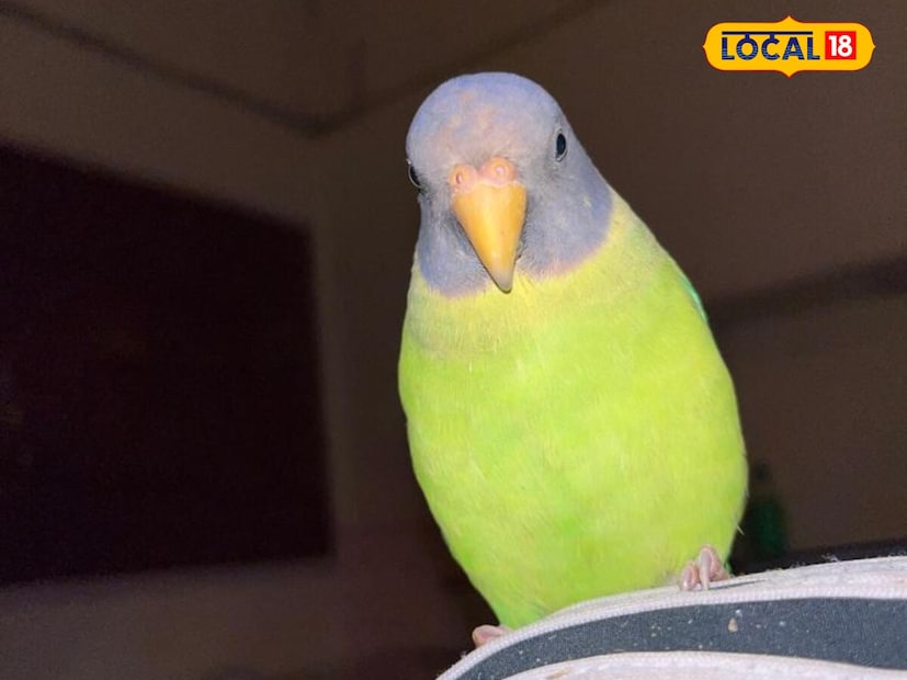 সাধারণত, মানুষ নিখোঁজ হলে, ঘোষণা করা হয় যে বা যাঁরা ওই নিখোঁজ ব্যক্তিকে খুঁজে পাবেন, তাঁদের পুরস্কৃত করা হবে। ঠিক একইভাবে স্থানীয় একটি পরিবার শহরের প্রধান মোড়গুলিতে হোর্ডিং লাগিয়ে দিয়েছে। পুরস্কার মূল্য ঘোষণা করে পাখিটিকে কেউ খুঁজে দিতে পারলে তাঁকে দ্রুত যোগাযোগ করতে আর্জি জানিয়েছে ওই পরিবার।