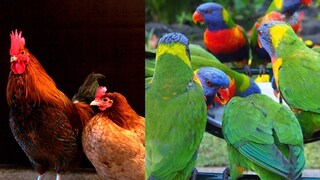 
‘প‍্যারট ফিভারে’ মৃত ৫! সতর্ক করল হু, হাঁস মুরগীর মাংস খেলেও কি হতে পারে এই রোগ? জেনে নিন