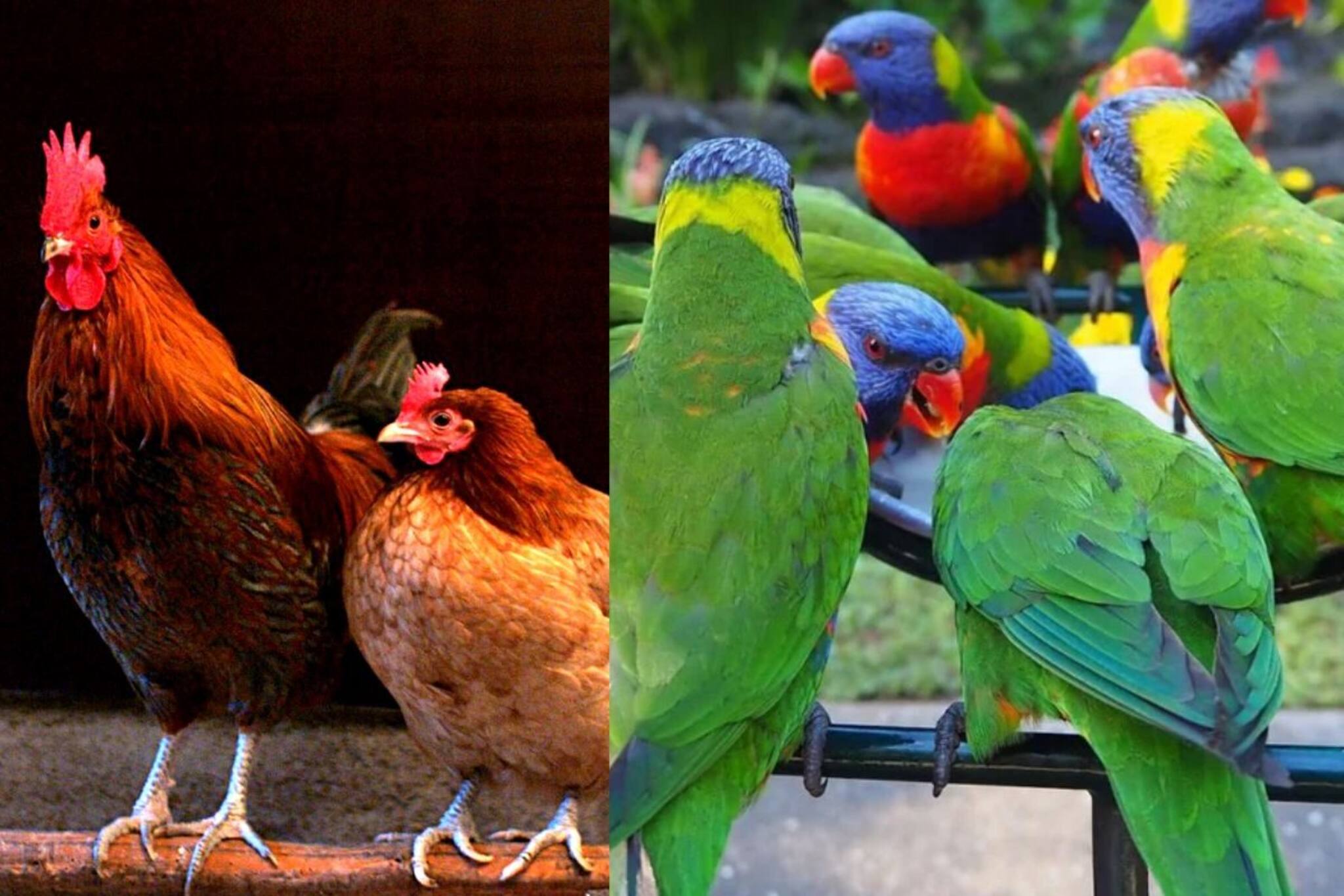 ‘প‍্যারট ফিভারে’ মৃত ৫! সতর্ক করল হু, হাঁস মুরগীর মাংস খেলেও কি হতে পারে এই রোগ?