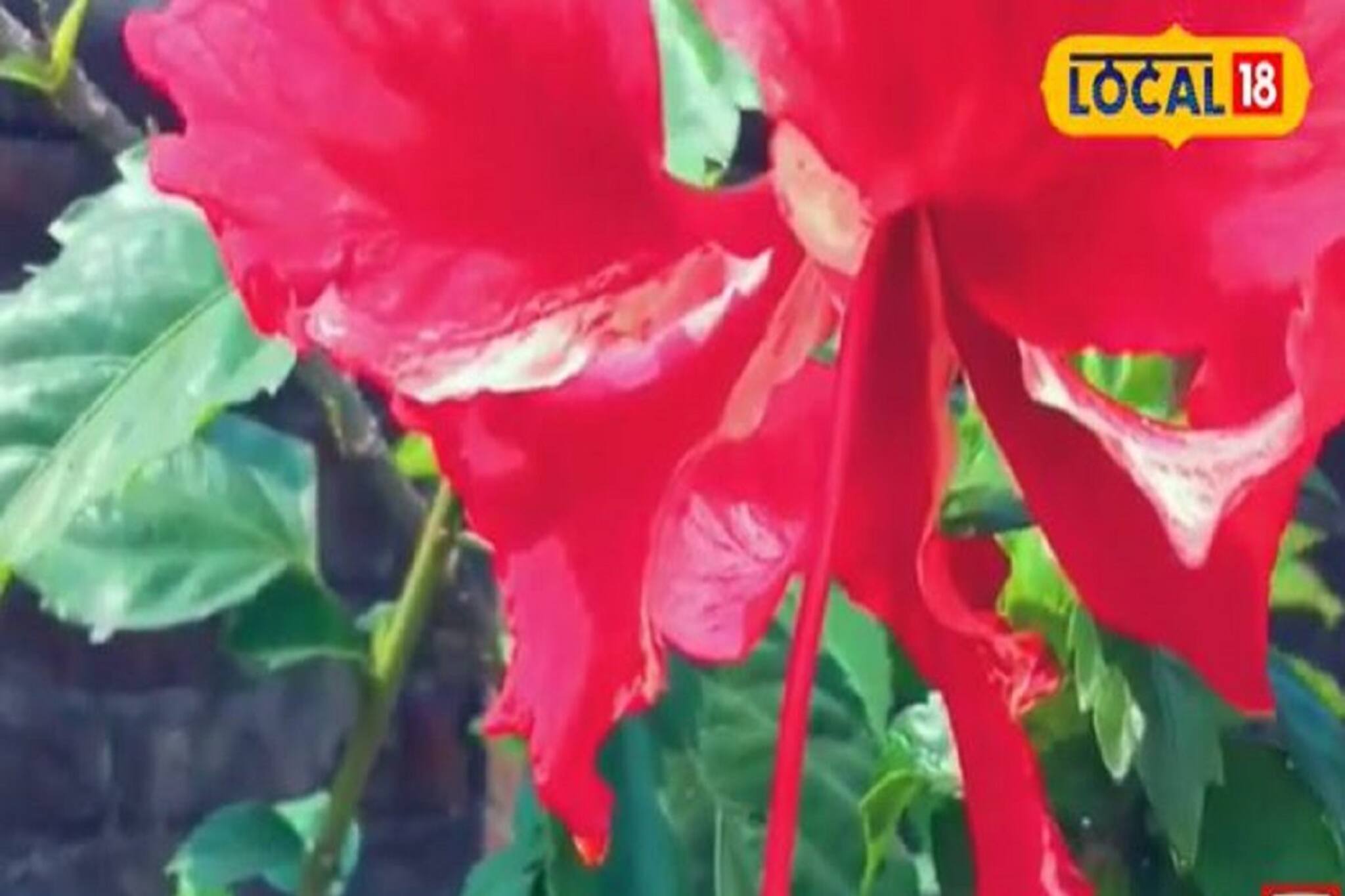 বাড়ির পাশে এই একটি ফুলের গাছ থাকলেই সারবে একাধিক রোগ!