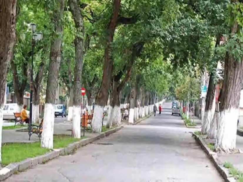 বিশেষজ্ঞদের মত অনুযায়ী, গাছের গায়ে চুন দিয়ে রং করা হলে বা চুন দিলে গাছের বাকল ফাটে না। গাছ আরও মজবুত হয়।