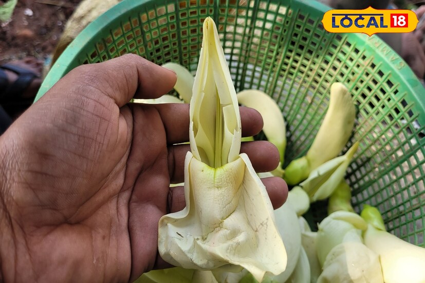 বক ফুলের মধ্যে ফাইবার, ক্যালোরি, প্রোটিন, ফসফরাস, আয়রন, ভিটামিন সি, খনিজ এসব রয়েছে, যা শারীরবৃত্তীয় নানা কাজে সাহায্য করে।
