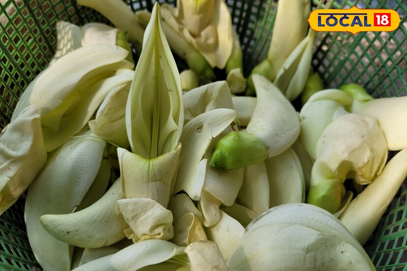 বক ফুলের মধ্যে আছে আয়রন, ভিটামিন বি। যে কারণে এই ঋতু পরিবর্তনের সময় এই ফুল খেতে পারলে খুবই ভাল।