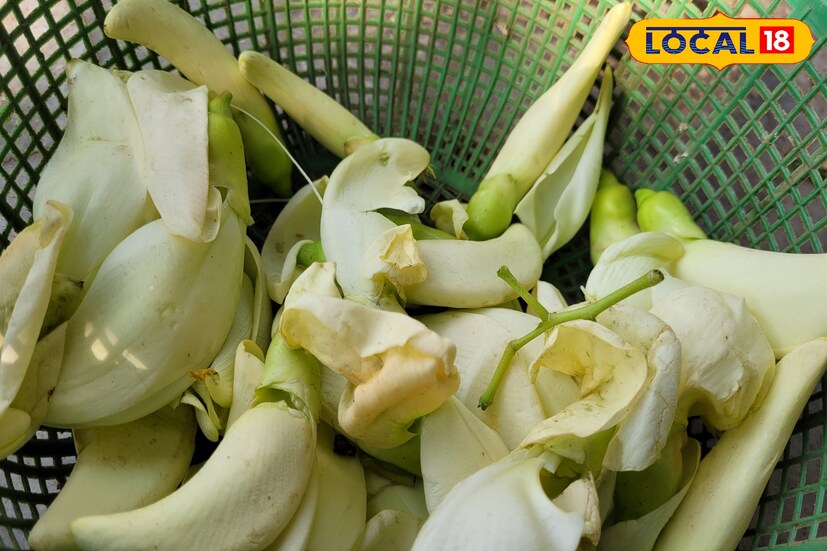 ক্যানসার প্রতিরোধে এই ফুল অত্যন্ত উপকারী বলে বিশেষজ্ঞরা মনে করেন। পুষ্টিবিদ অভিজিৎ সেন বলেন, ঋতু পরিবর্তনের সময় ঋতুকালীন নানা সবজি বা উৎপাদিত সবজি খাওয়া ভাল। যার মধ্যে অন্যতম এই বকফুল। যা পুষ্টিগুণে সমৃদ্ধ এবং নানা রোগের উপশমে কার্যকারী। তবে রোগ চিকিৎসায় চিকিৎসকের পরামর্শ নেওয়া জরুরি।