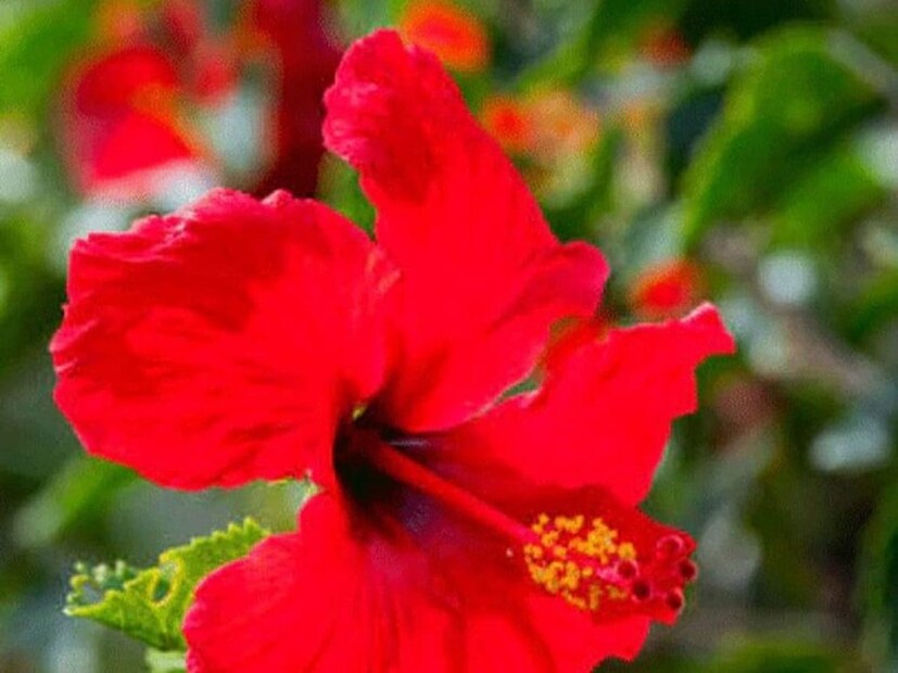 খাওয়া-দাওয়া নিয়মমতো না হলেই বাড়ে কোলেস্টেরল। সেখান থেকে হার্ট অ্যাটাকের আশঙ্কাও বাড়ে। জবার চা হার্টে রক্ত জমাট বাঁধতে দেয় না। কোলেস্টেরলও জমতে দেয় না। এ ছাড়া ব্রেইন ও হার্টের ক্ষতির হাত থেকে বাঁচায় জবা ফুলের চা।