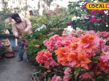 গাছের