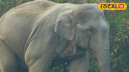 হাতি হাতি