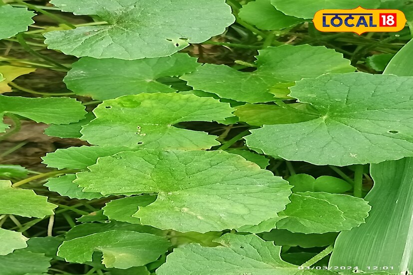 উপকারী গুণে ভরা থানকুনি! এই পাতায় রয়েছে অসম্ভব উপকারী গুণ। নিয়মিত এই গাছের পাতা খেলে ধারে কাছে ঘেঁষতে দেয়না পেটের সমস্যা।