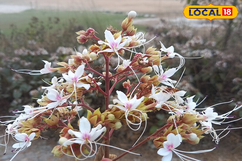 Akanda Plant Benefits: ডায়াবেটিস থেকে অর্শ, ঝোপেঝাড়ে গজিয়ে ওঠা এই ...
