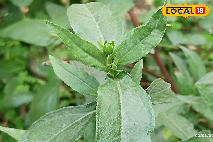 *উপকার পেতে এই পাতা ছায়ায় শুকিয়ে ভাল নারকেল তেলে মিশিয়ে নিন। কয়েক দিন রাখার পর। পাতা ছেঁকে ওই তেল চুলে মাখলে। দারুন উপকার পাওয়া যেতে পারে।