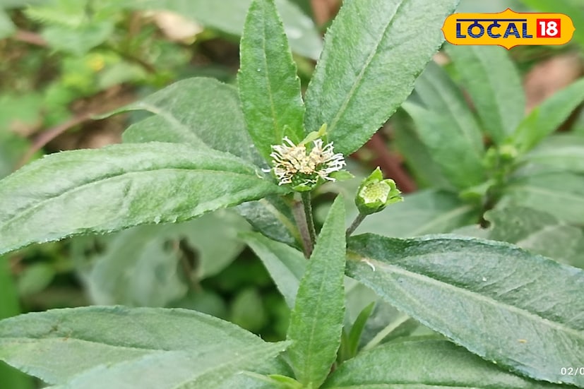 *এ প্রসঙ্গে ডা: সৌরেন্দু শেখর বিশ্বাস জানান, কেশুতি ও ভৃঙ্গরাজ পাতার রস চুলে মাখলে, চুল কালো এবং গোড়া শক্ত হয়।