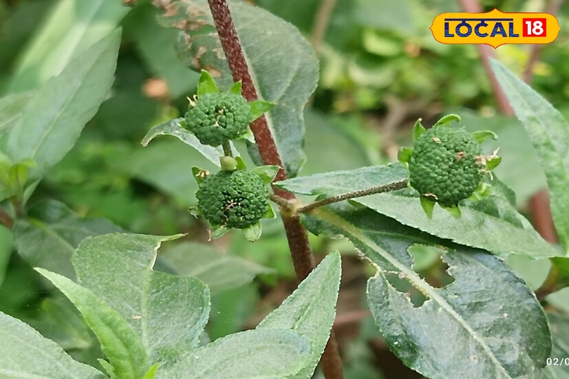 *কেশুতি চুলের নানা সমস্যা দূর করে। যেমন চুল ওঠা, রুক্ষ চুল, চুল ভেঙে যাওয়ার মত নানা সমস্যা সমাধানে দারুন কার্যকরী।
