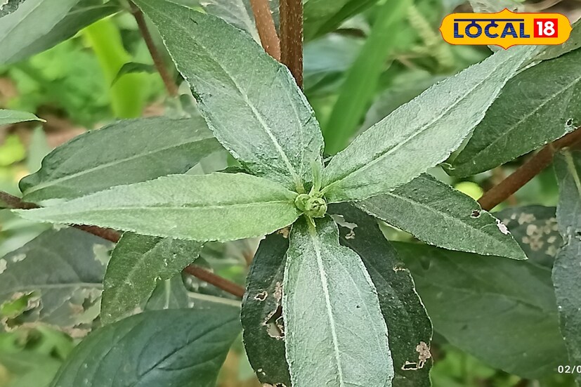 *কথায় রয়েছে কেশ'ই নারীর বেশ। সেদিক থেকে মাথার চুল ভাল রাখতে এবং চুলের সৌন্দর্য বাড়াতে নিরলস পরিশ্রম তো রয়েছে। যদি হাতের কাছে থাকে কেশুতি, তাহলে তো আর কথাই নেই।