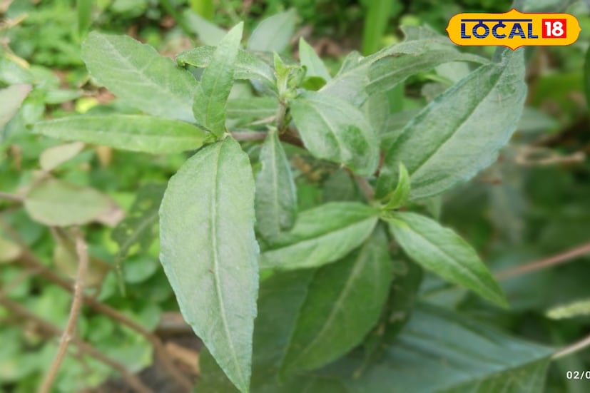 *জানেন কি? মাথার চুল ভাল রাখতে ভুরি ভুরি টাকা খরচ বাঁচাতে পারে, গ্রাম বাংলার আনাছে-কানাচে বেড়ে ওঠা এই গাছ।