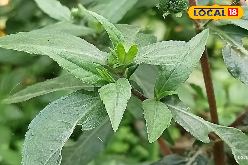 *চুলের যত্ন নিতে পারেন বিনা খরচে। চুল হবে সিল্কি এবং সতেজ। কেশুতি এবং ভৃঙ্গরাজ পাতায় রয়েছে অসম্ভব ঔষধি গুণ।