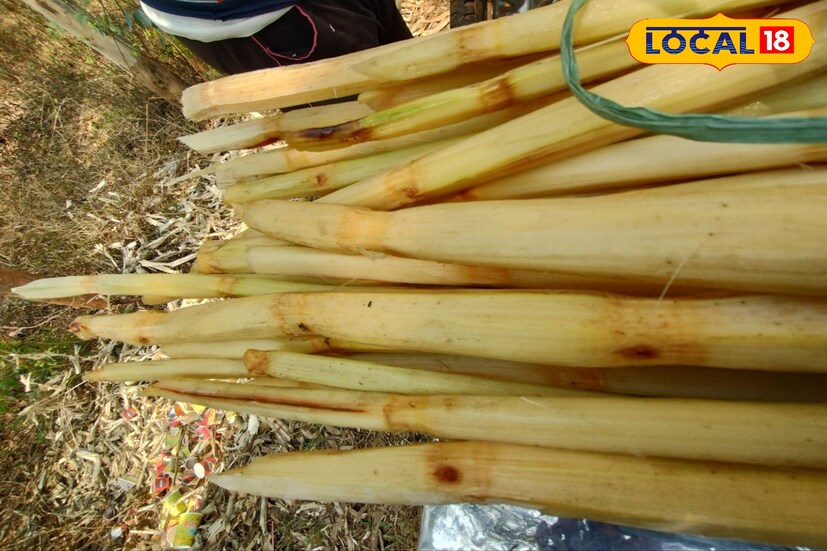 আখের রসে থাকা অ্যান্টিঅক্সিডেন্ট, ইমিউন সিস্টেম এবং লিভার সংক্রমন হওয়া থেকে বাঁচায়। গ্লুকোজের মাত্রা ঠিক রেখে রোগ নিরাময়ের ঘরোয়া টোটকা হিসেবে আখের রস বেশ উপকারী
