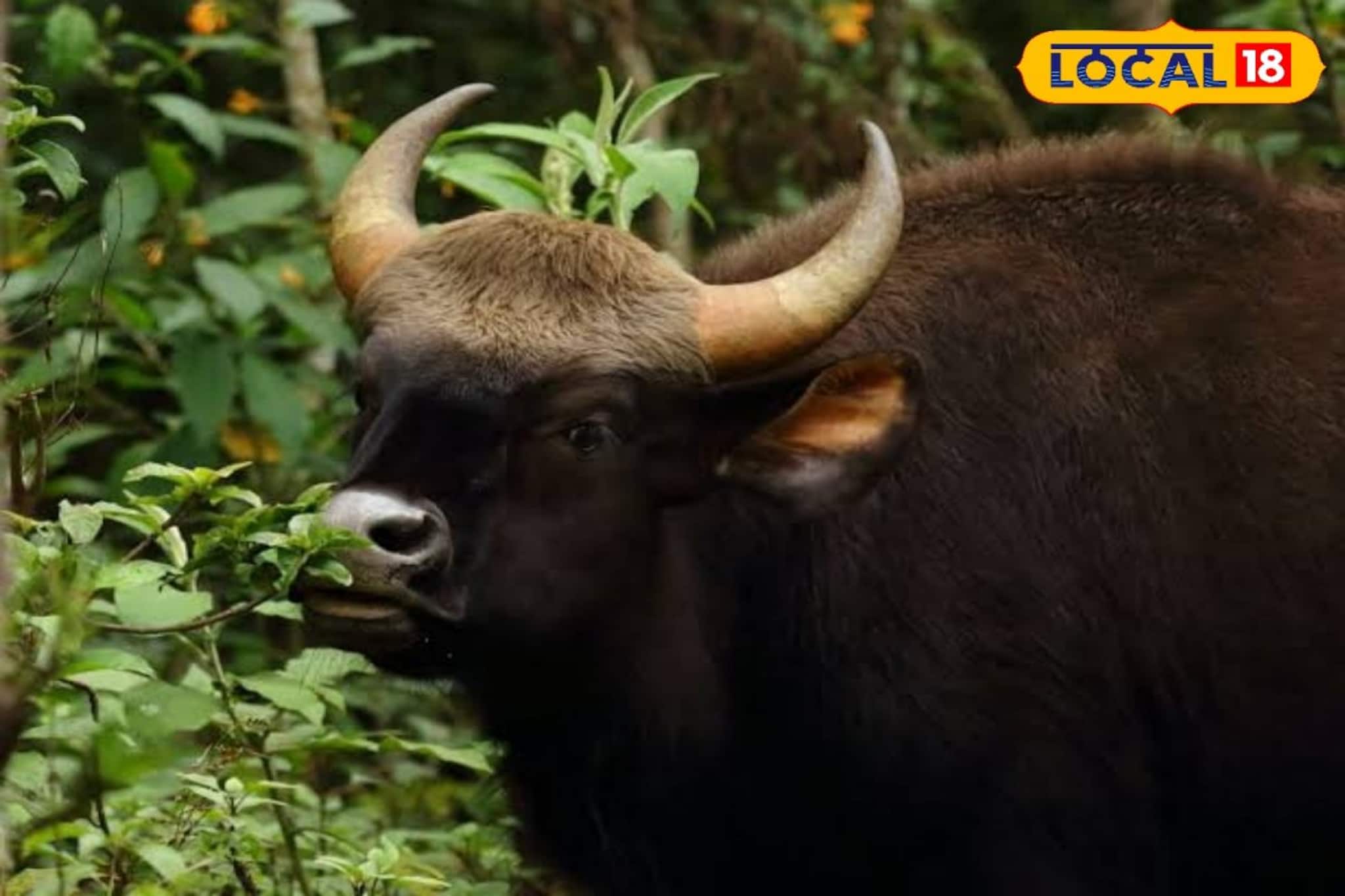 সাংঘাতিক! বাইসনের অত‍্যাচার দমন করতে কালঘাম ছুটল বন দফতরের