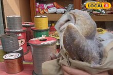 চিনা মাঞ্জা সুতো মরণ ফাঁদ পাখিদের! ঘুড়ি উৎসবের রেশ কাটলেও কমছে না পাখি মৃত্যু