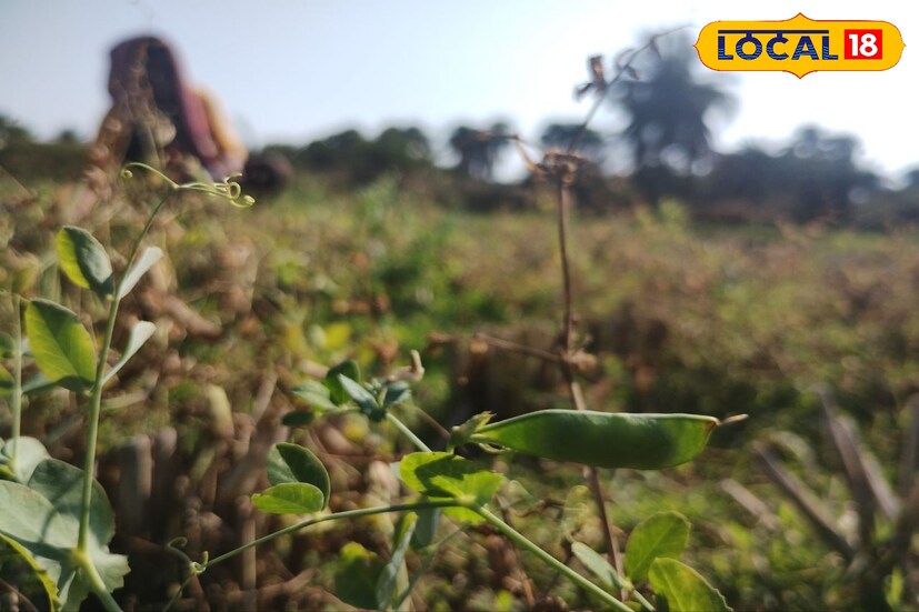 বোরো ধান তোলার ২০ দিন আগে নিম্নভূমিতে এই চাষ করা হয়।