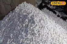 পশুখাদ্য গ্যামা ঘাসের ফল থেকে তৈরি হচ্ছে সুস্বাদু খই! অজান্তে আপনিও খেয়েছেন...