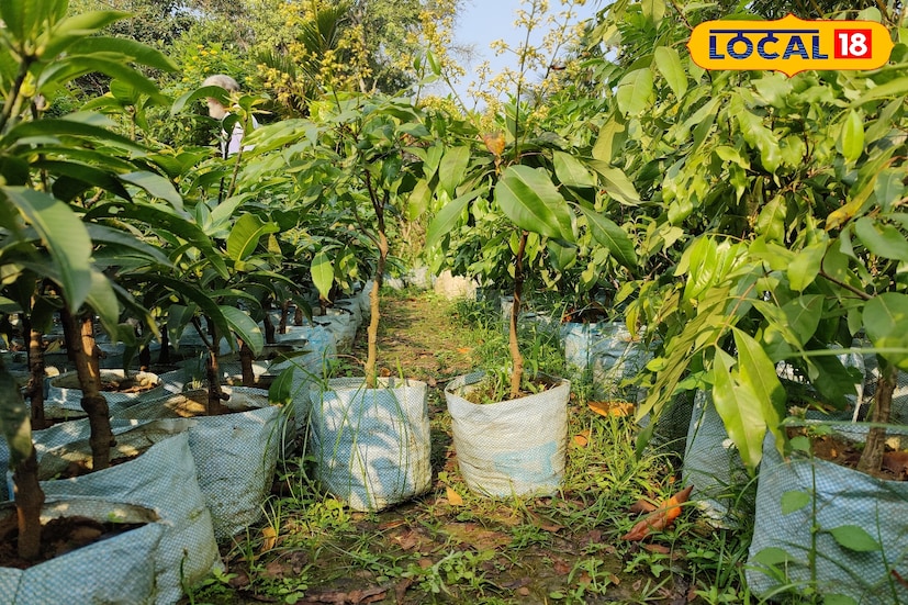 *তবে চিন্তার কোনও কারণ নেই। সাধারণত সকলেই জানেন যে লিচু গাছ আকারে বেশ বড় হয়। কিন্তু এই প্রতিবেদনে যে লিচু গাছের কথা জানানো হবে সেই গাছ খুব বেশি বড় হবে না। বাড়িতে অল্প জায়গার মধ্যেই এই গাছ লাগানো যাবে।